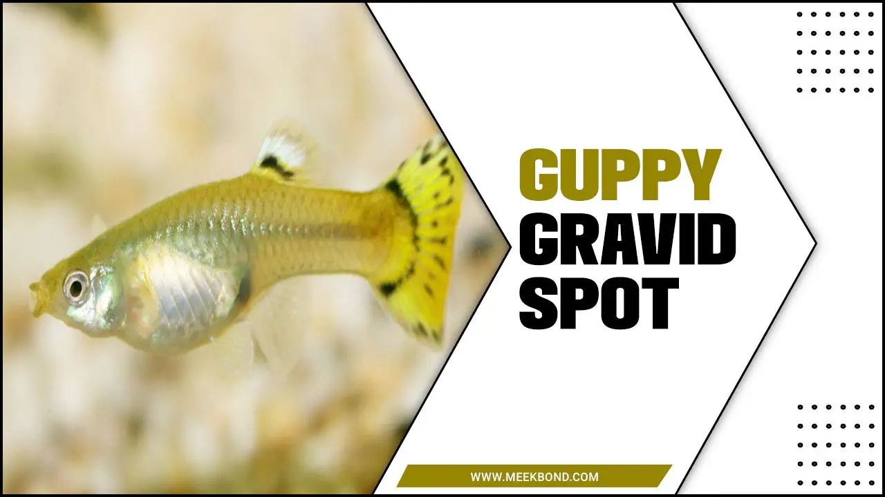 How To Identify A Guppy Gravid Spot: A Simple Guide