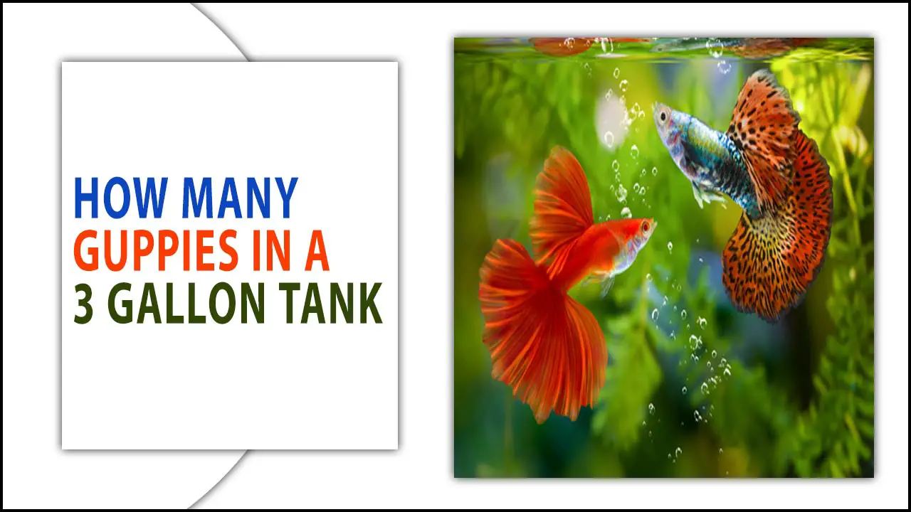How Many Guppies In A 3 Gallon Tank: The Ultimate Guide