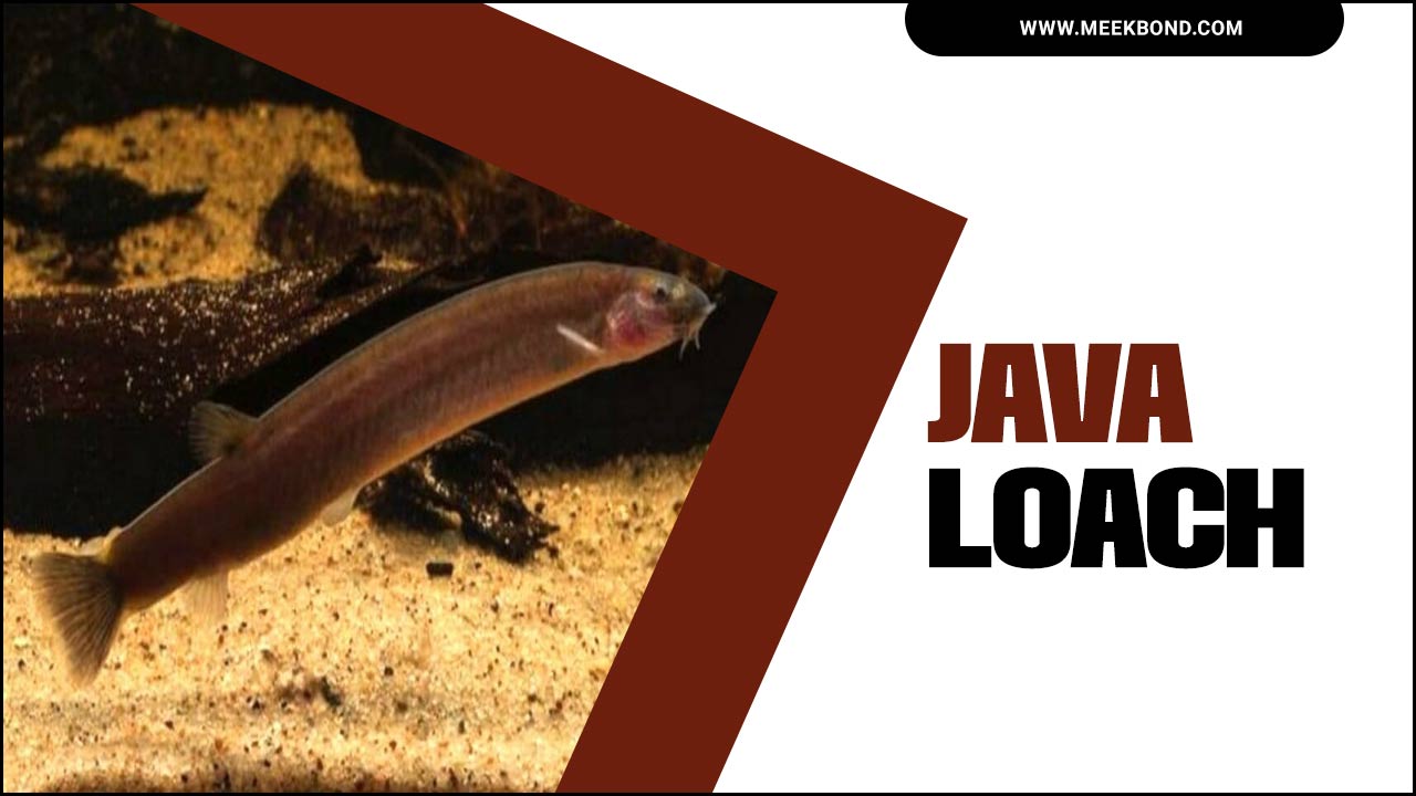 Java Loach: The Perfect Addition To Your Aquarium