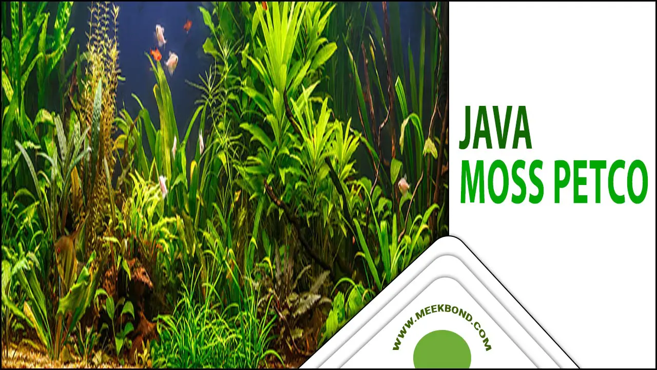 Java Moss Petco: A Must-Have For Aquatic Enthusiasts.”
