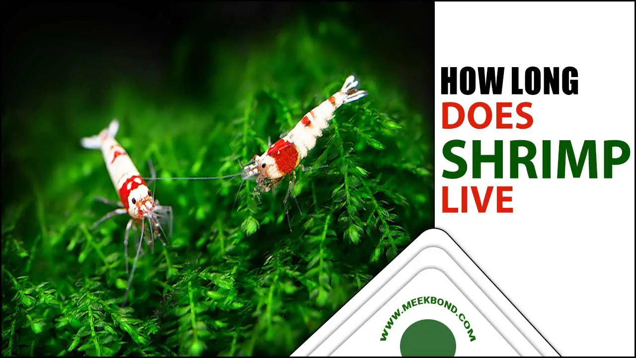 How Long Does Shrimp Live – Facts You Must Know