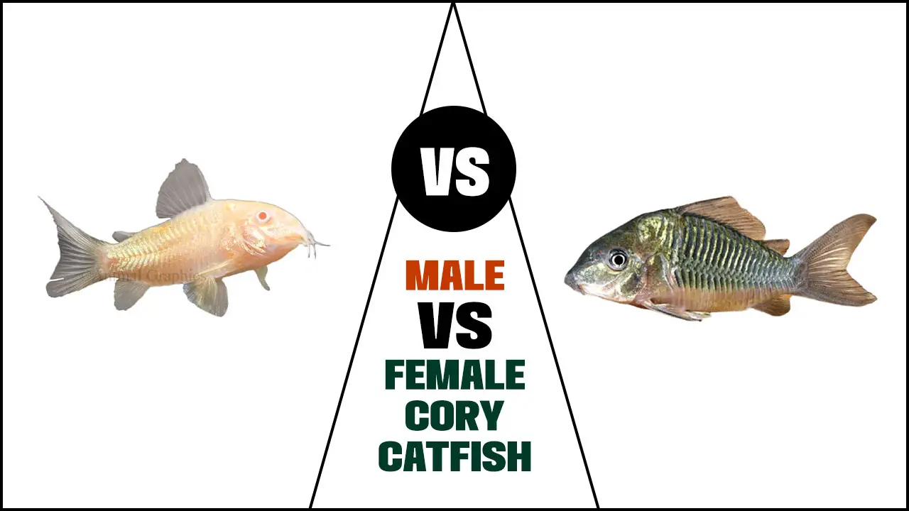 Male Vs Female Cory Catfish: Understanding The Differences