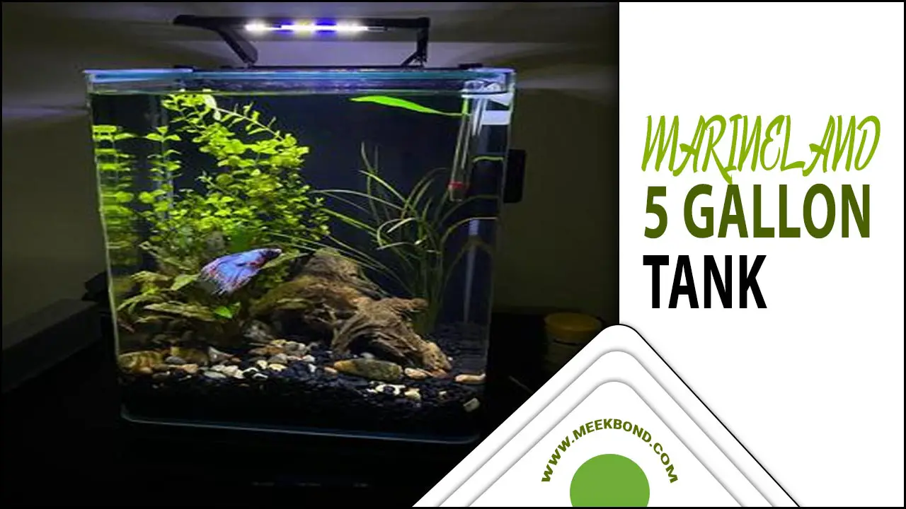 The Secret To Happy Fish: Maintaining Your Marineland 5 Gallon Tank”