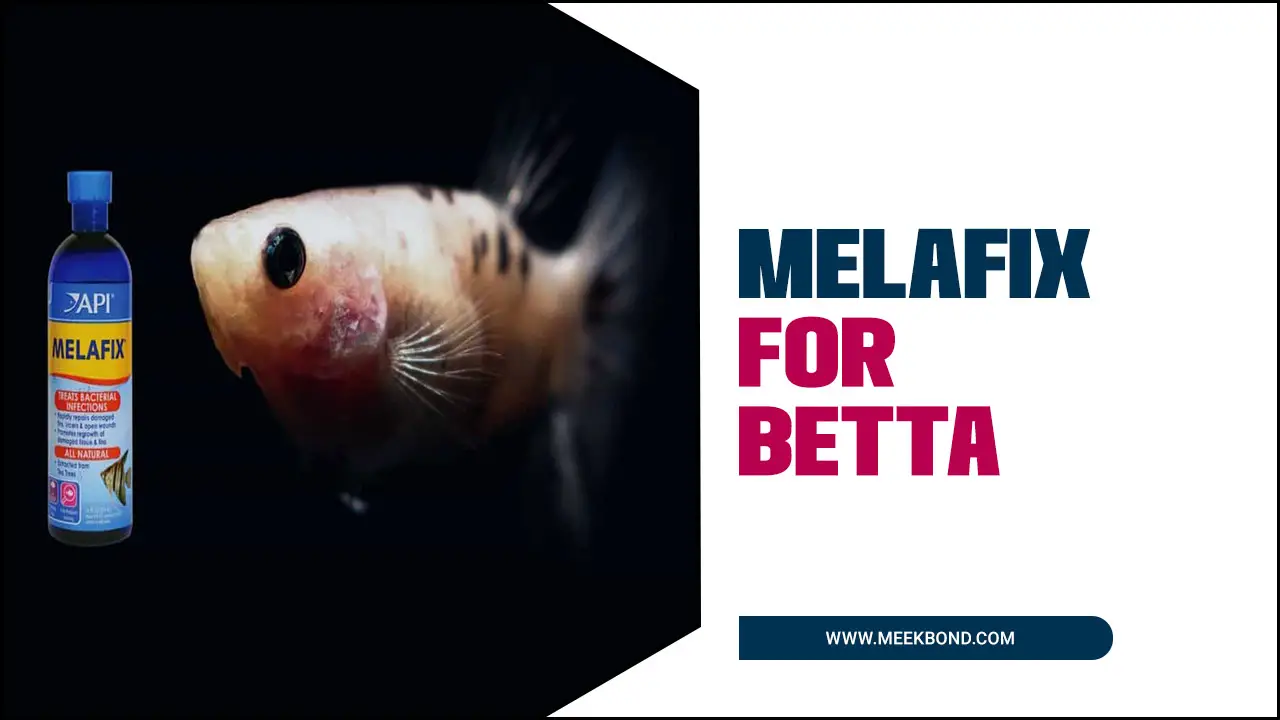 Using Melafix For Betta Fish Health And Wellness