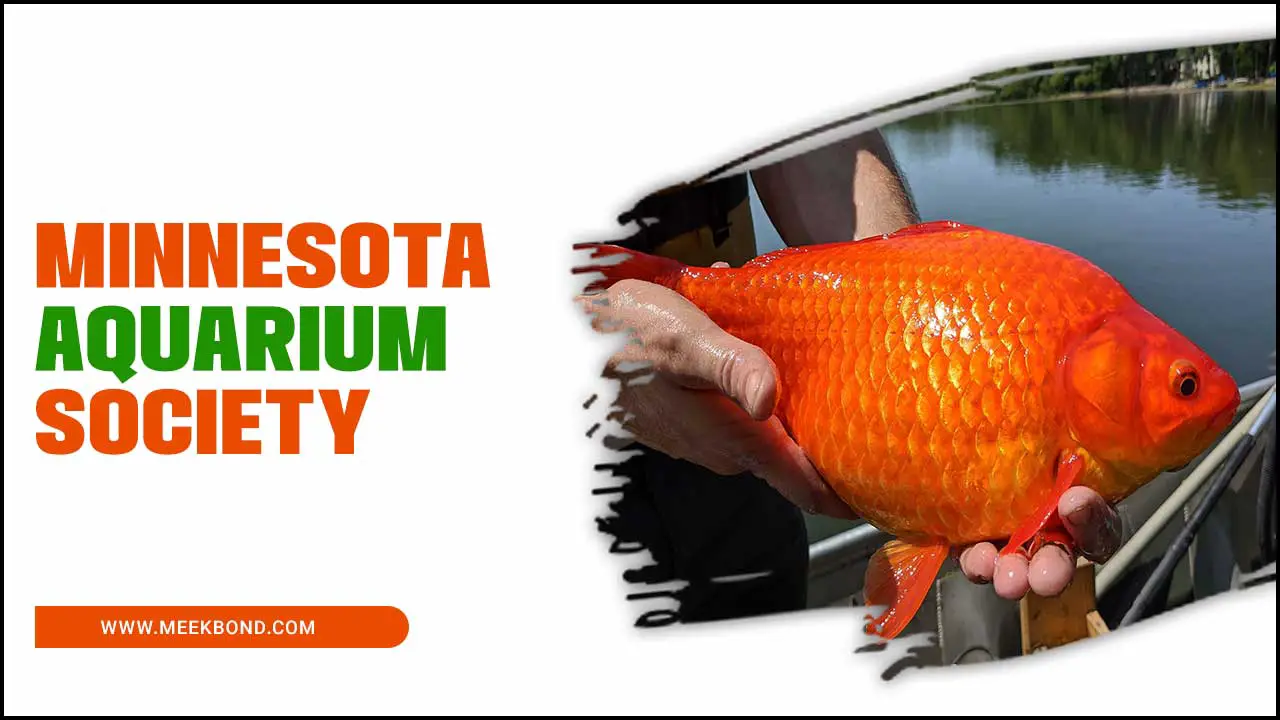 Minnesota Aquarium Society: Community For Fish Lovers