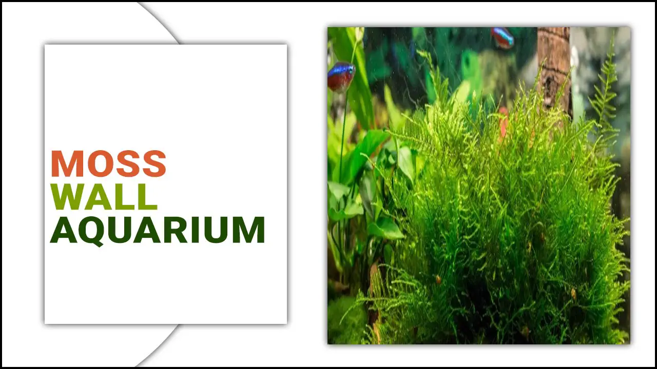 Enhance Your Space With A Moss Wall Aquarium
