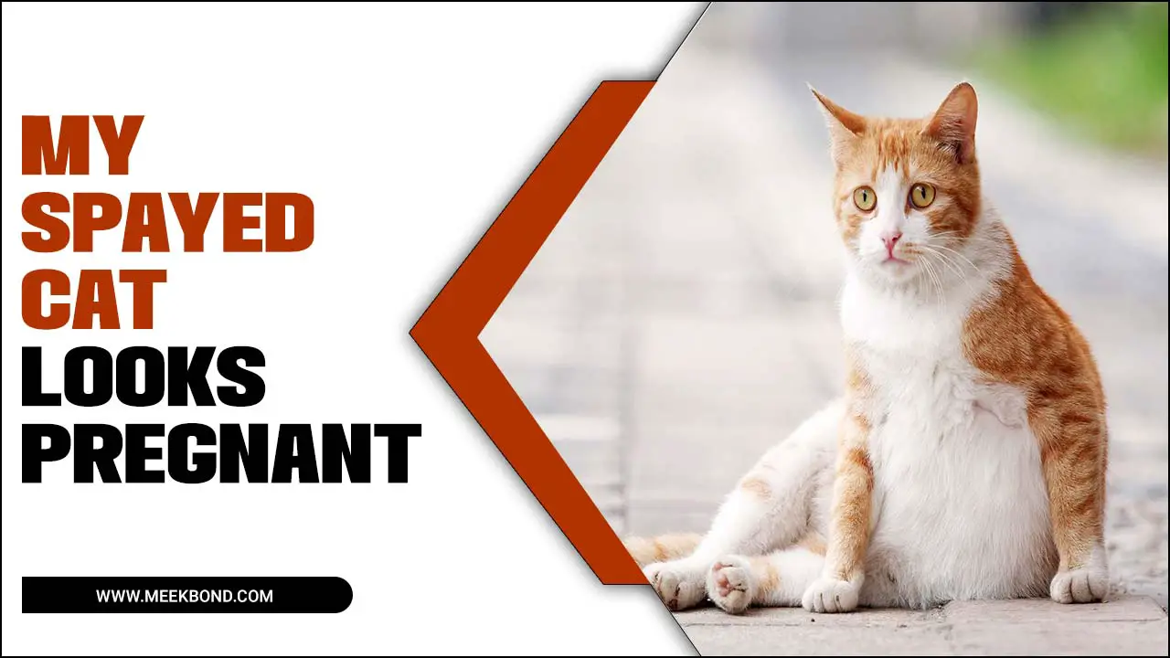 Why Does My Spayed Cat Looks Pregnant? – Facts Inside