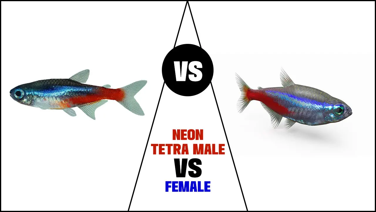 Neon Tetra Male Vs Female: Spotting The Differences