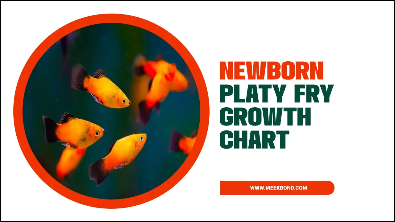 From Tiny Tots To Big Shots: Newborn Platy Fry Growth Chart