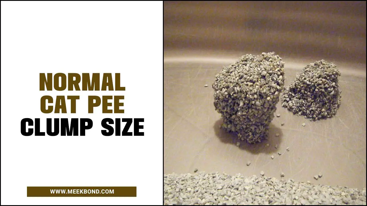 The Ultimate Guide To Normal Cat Pee Clump Size