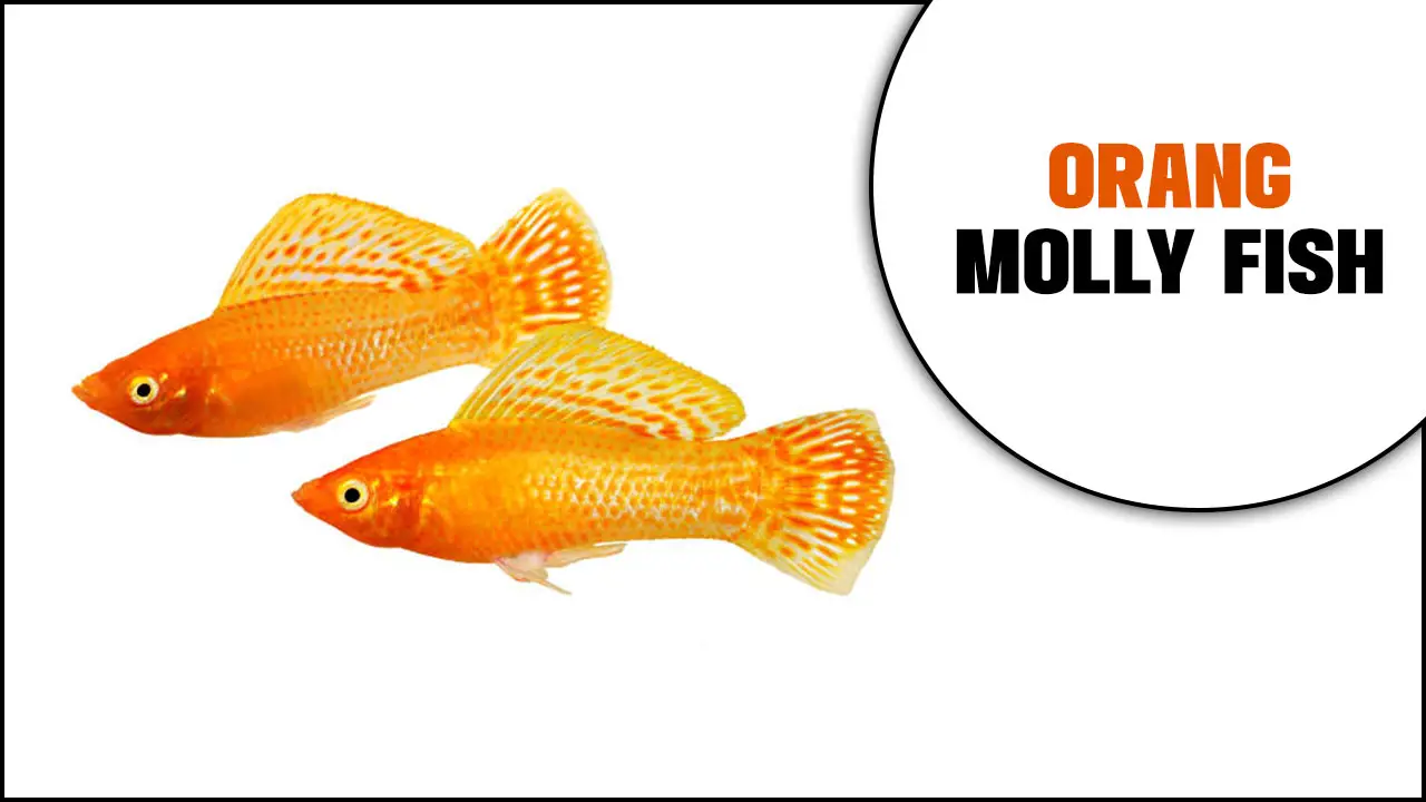 Orange Molly Fish Care: A Comprehensive Guideline