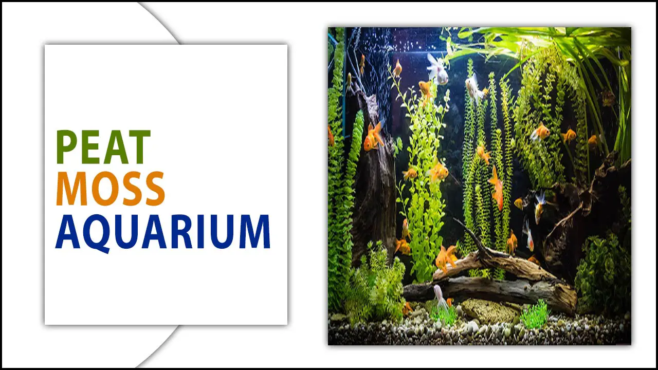 Peat Moss For Aquarium - 7 Effective Uses