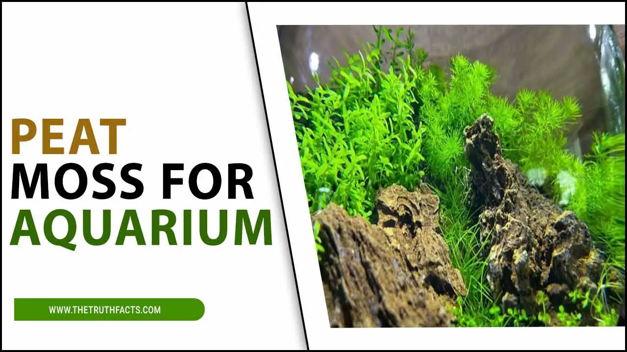 Peat Moss For Aquarium: Troubleshooting Guide
