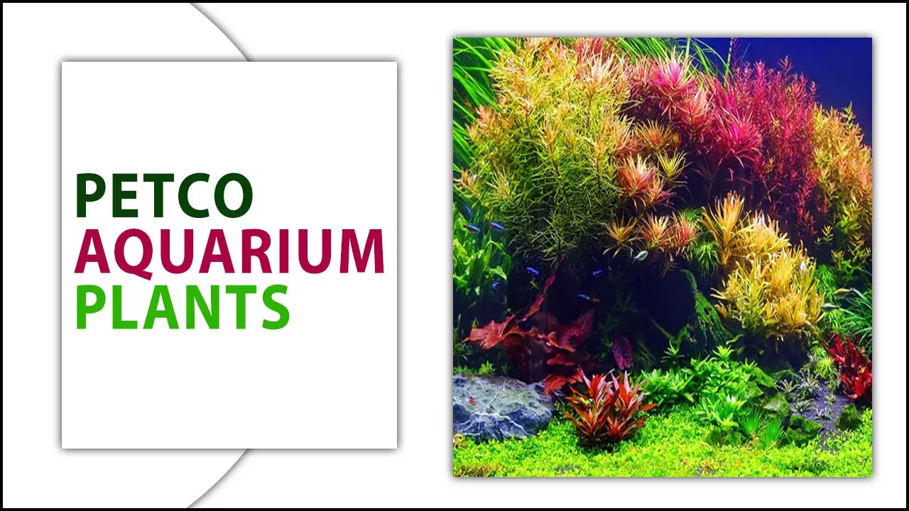 How To Grow Petco Aquarium Plants