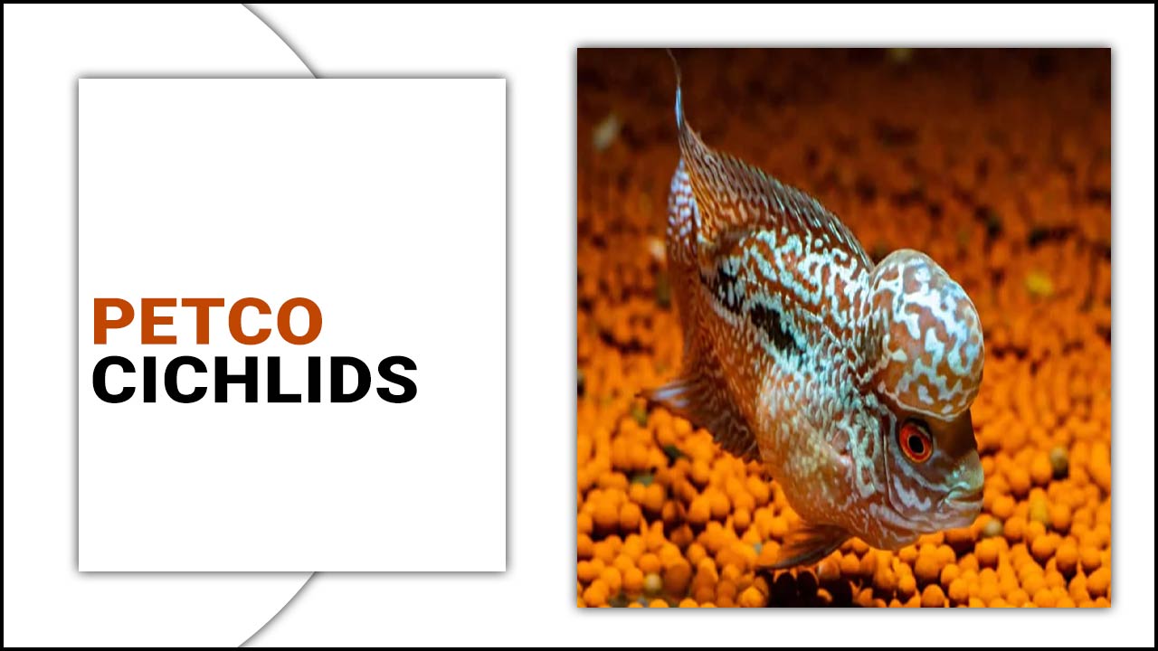Petco Cichlids: Everything You Need To Know