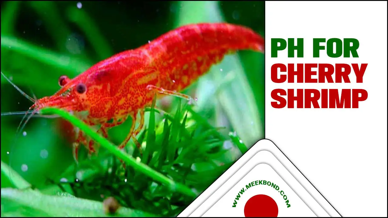 What To Know About Red PH For Cherry Shrimp