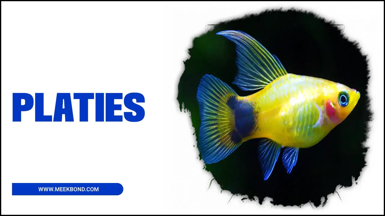 The Colorful World Of Platies: A Guide To Varieties