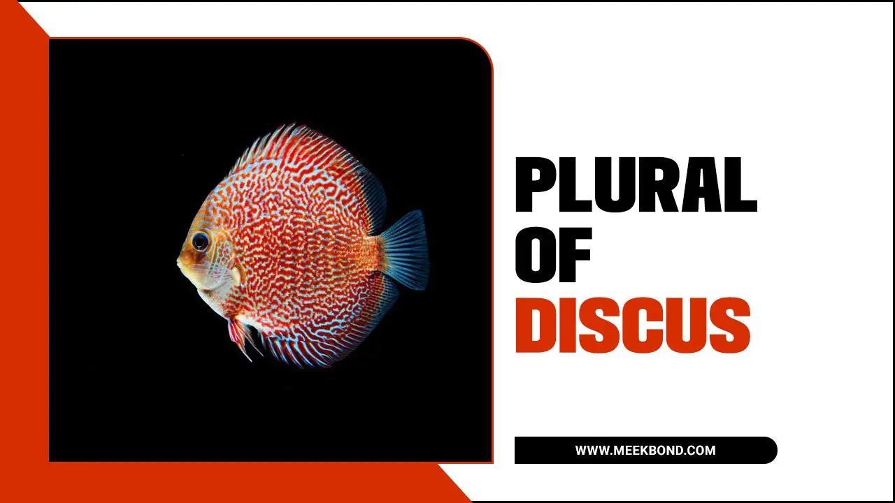 The Plural Of Discus Fish: A Comprehensive Guide