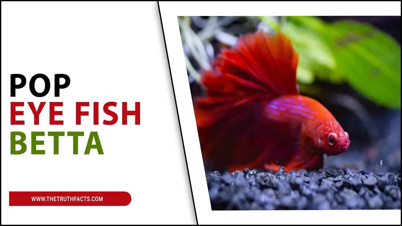 Pop Eye Fish Betta: Treatment, Causes, Prevention