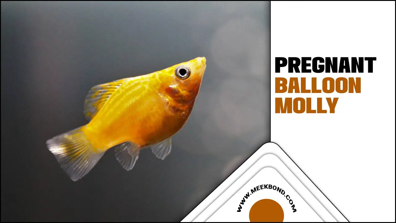 A Ultimate Caring Guide For Pregnant Balloon Molly Fish