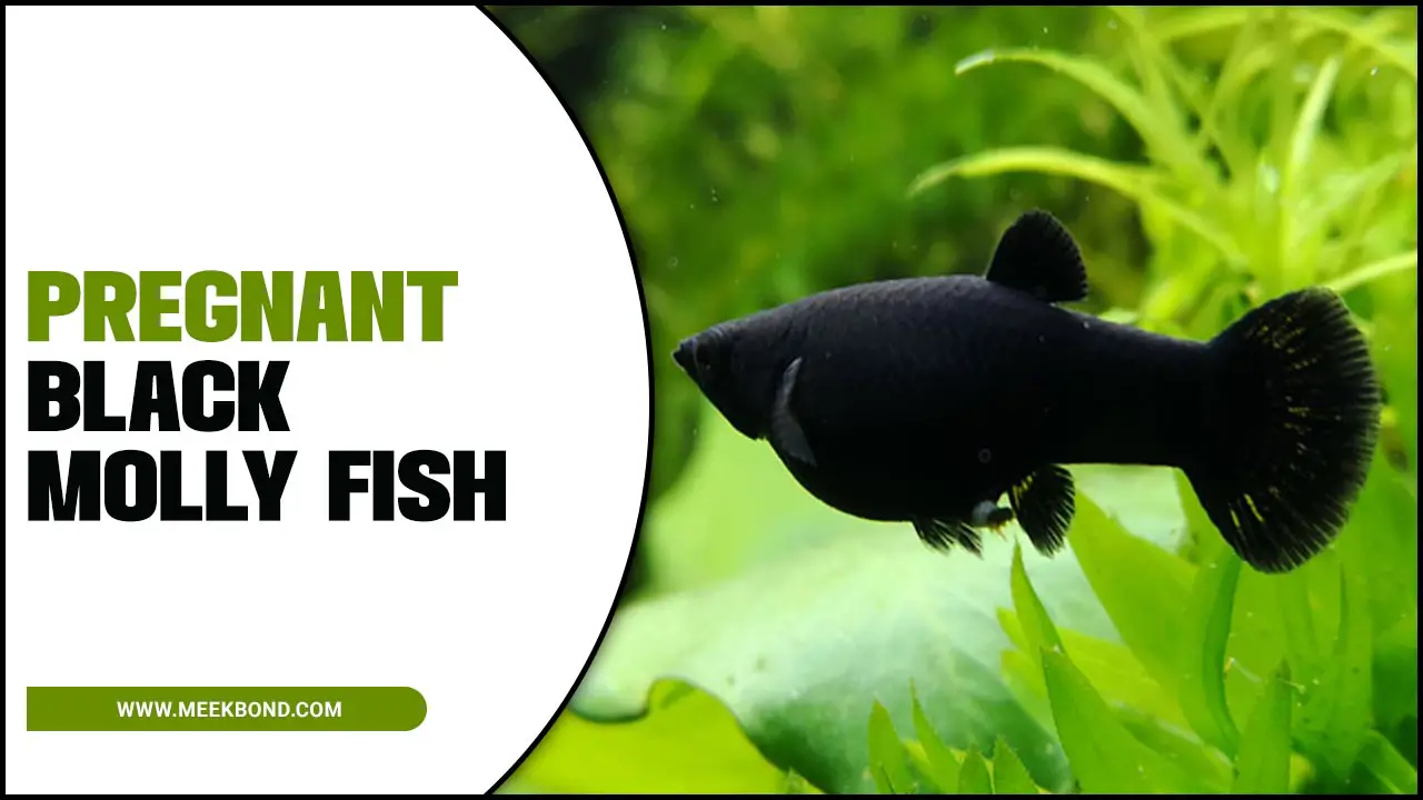 Pregnant Black Molly Fish: Care And Feeding Tips