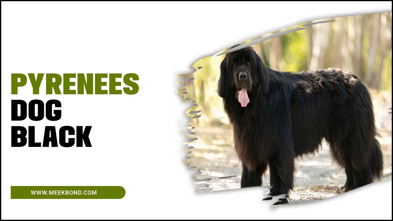 Pyrenees Dog Black: The Loyal And Protective Breed