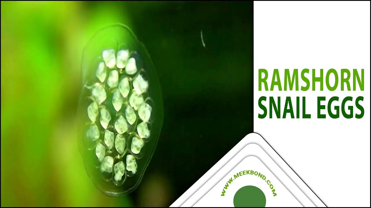 Care And Hatching Tips For Ramshorn Snail Eggs