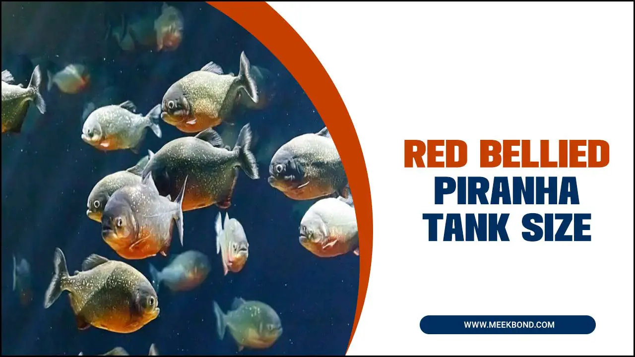 Finding The Perfect Red Bellied Piranha Tank Size