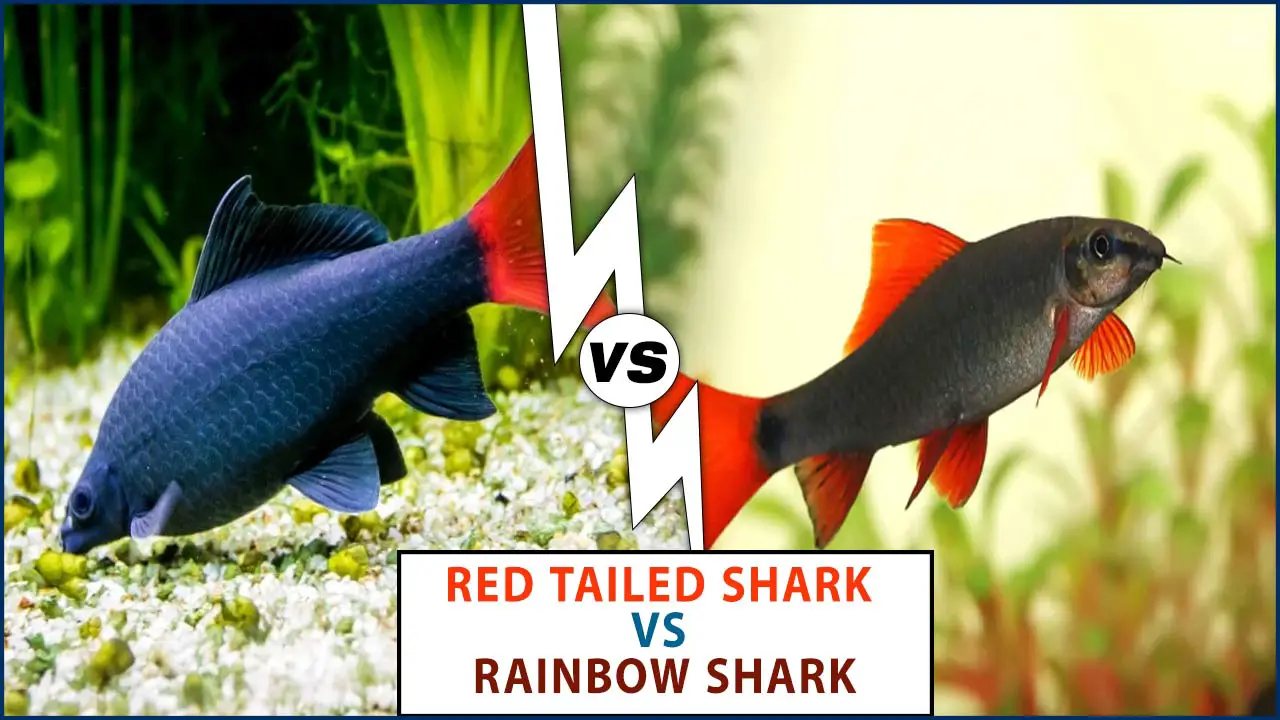 Comparison Of Red Tailed Shark Vs Rainbow Shark For Your Tank
