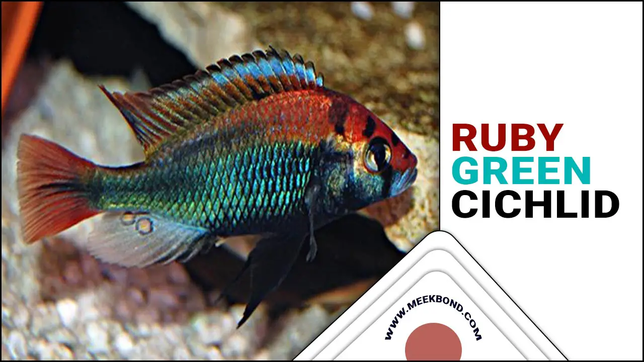Breeding Ruby Green Cichlid: Tips And Tricks