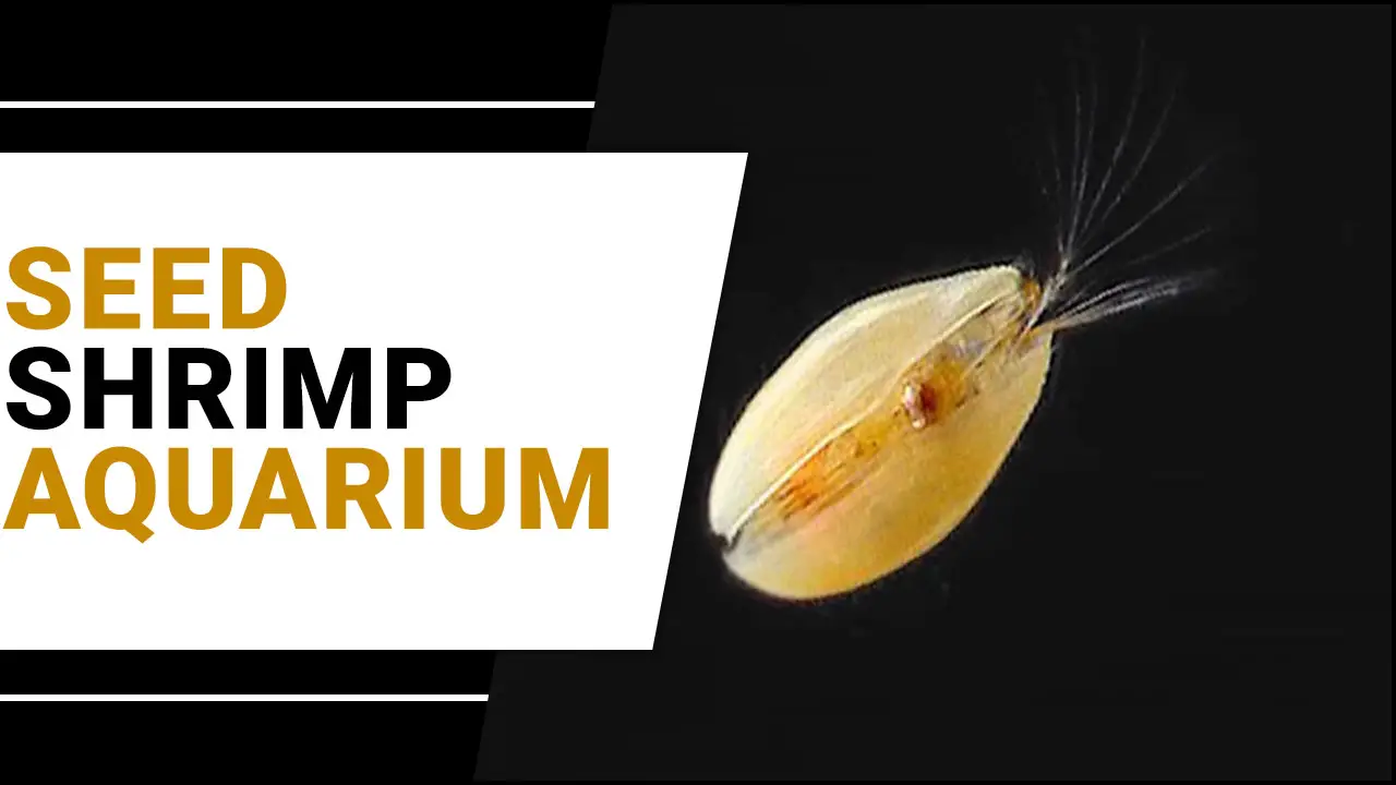 Mastering Seed Shrimp Aquariums: A Comprehensive Guideline