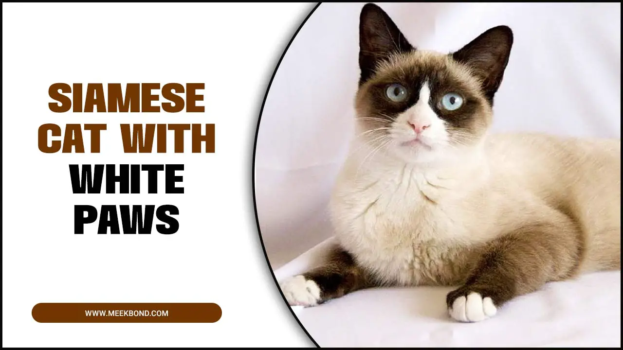 Siamese Cat With White Paws: Characteristics & Care