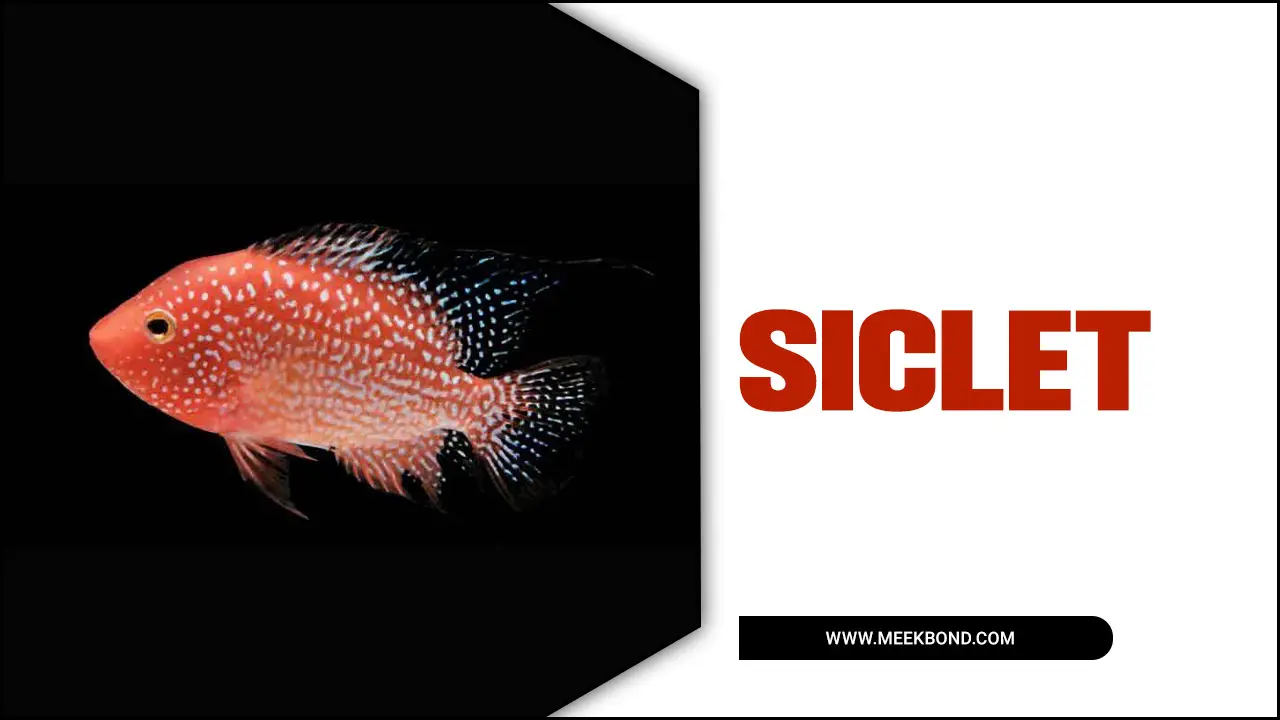 Siclet Fish: A Beginner’s Guide To Aquarium Setup