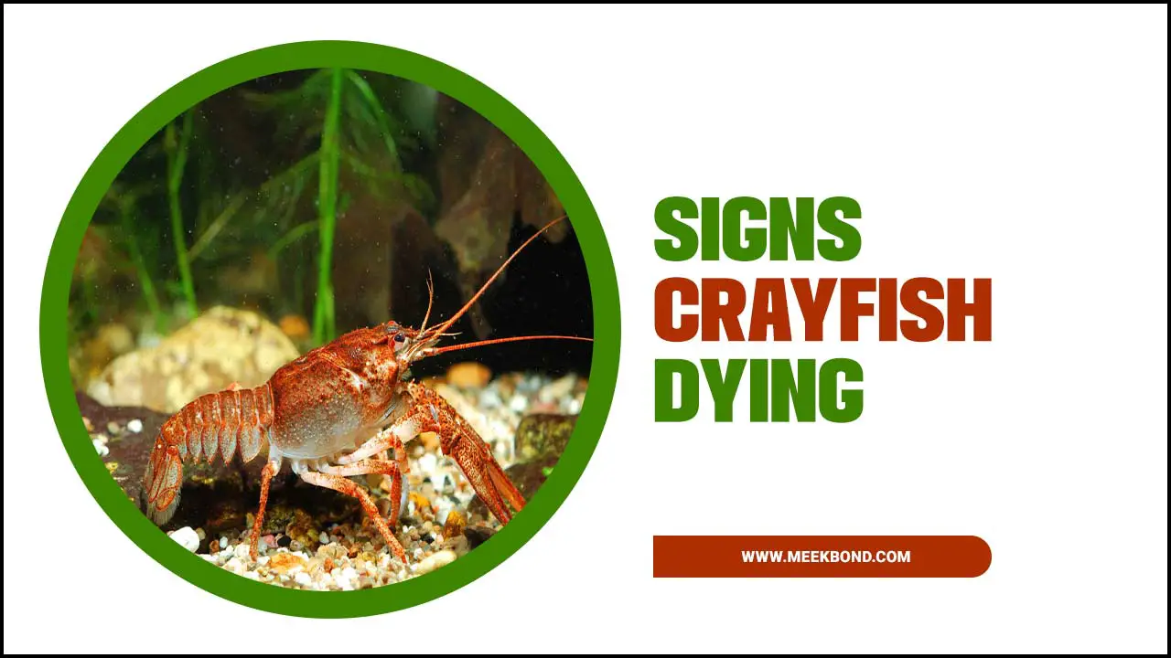 Signs Crayfish Dying: What You Should Look