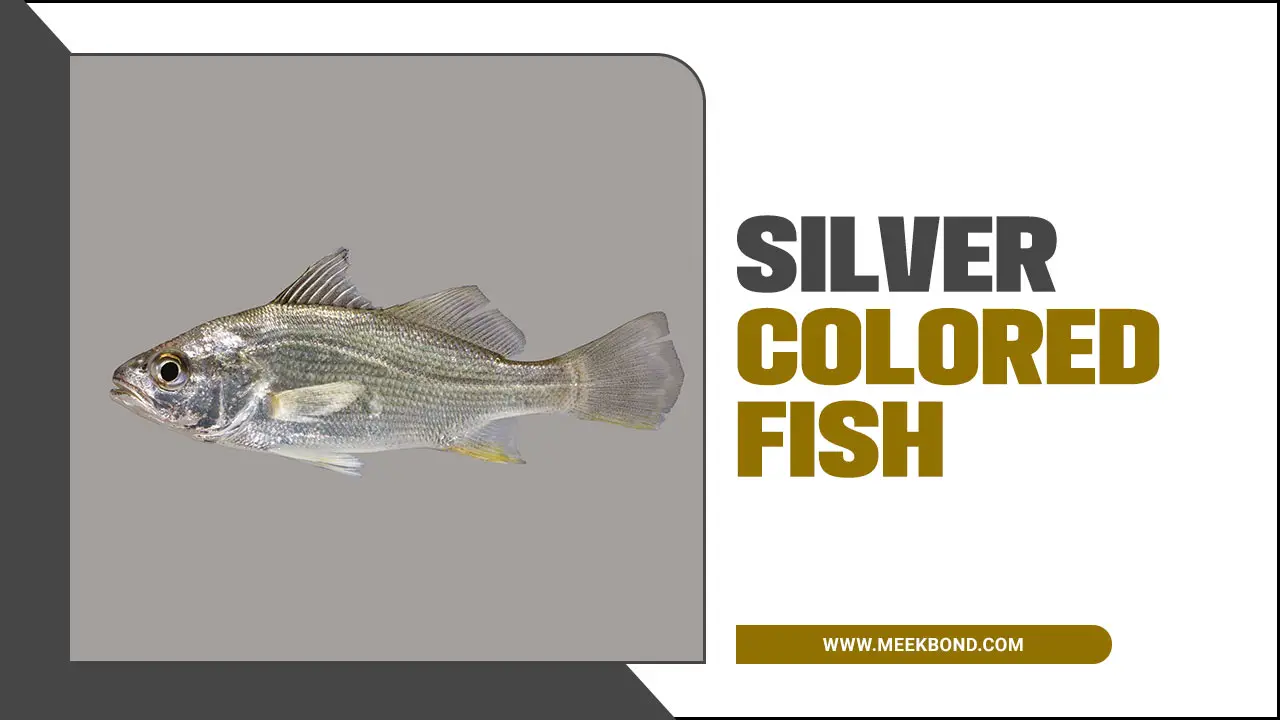 Discover Silver Colored Fish For Your Aquarium