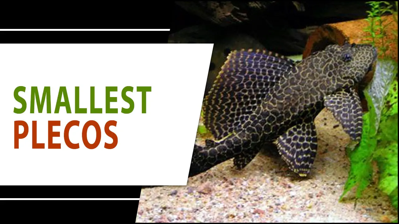 The Most Colorful And Smallest Plecos For Your Tank