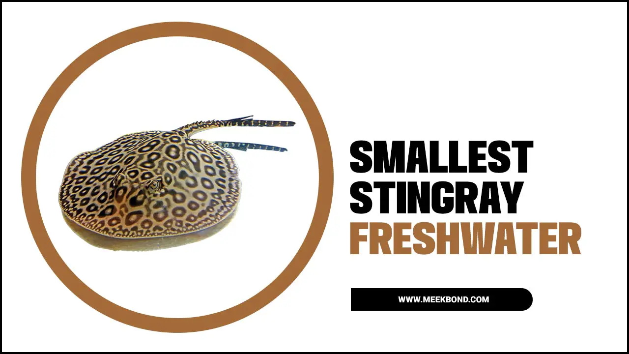 Smallest Stingray Freshwater: A Caring Guide