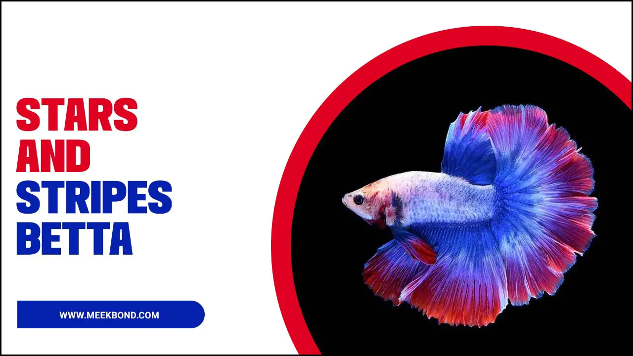 Stars And Stripes Betta Fish: A Complete Guide
