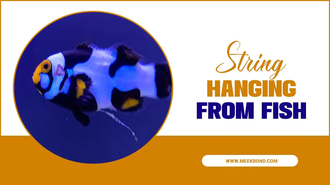 String Hanging From Fish: Causes And Treatment