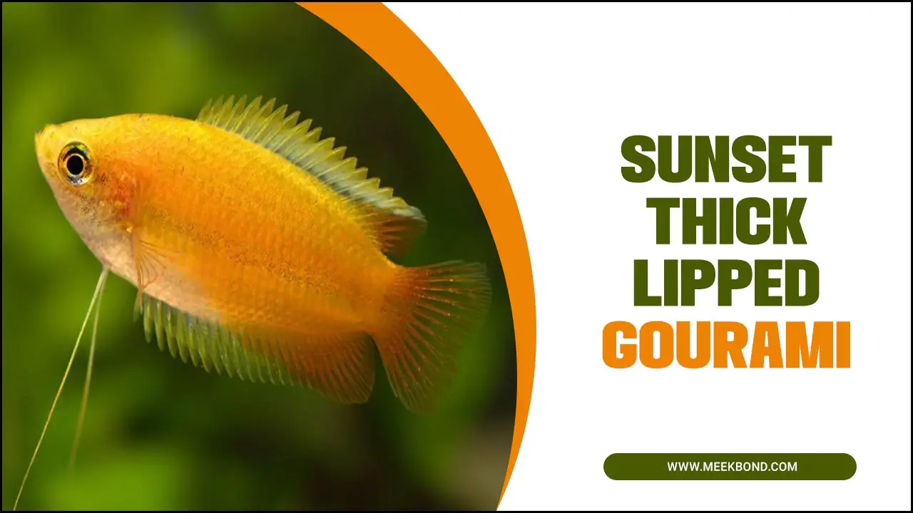 All About Sunset Thick Lipped Gourami Fish
