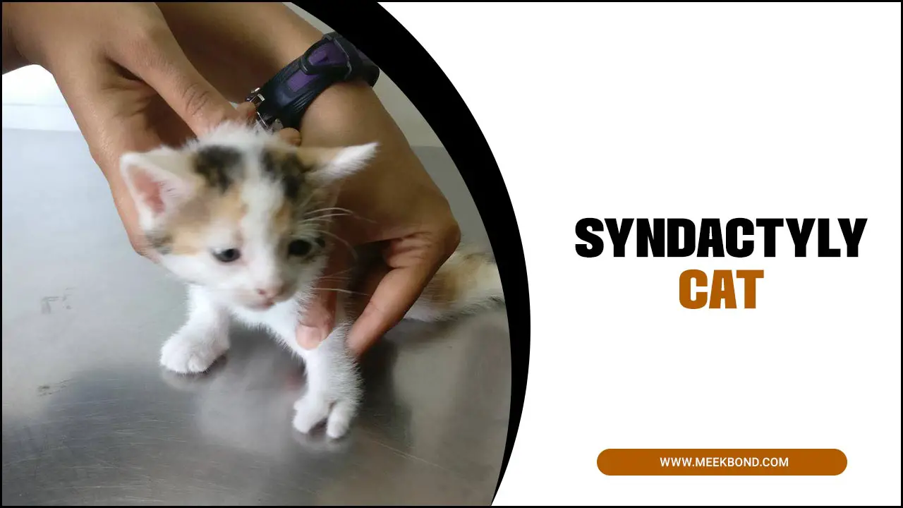 Syndactyly Cat: A Comprehensive Guide For Cat Owners
