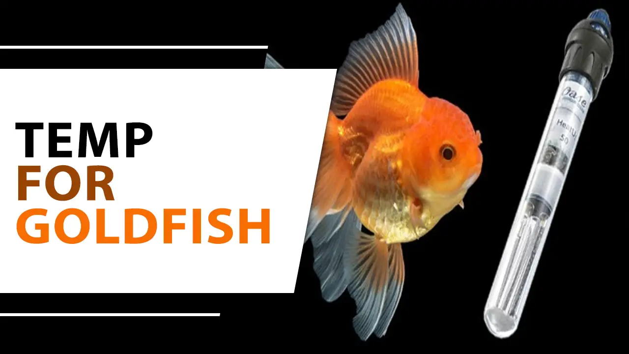 How The Right Temp For Goldfish Works For Your Aquarium Environment