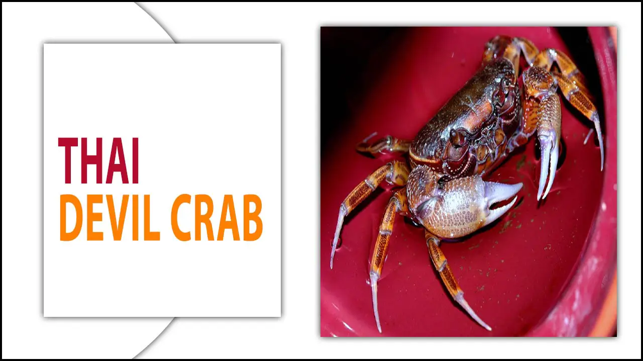 How To Care For And Handle Your Thai Devil Crab?