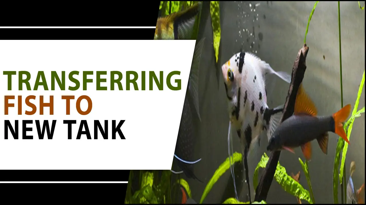 Transferring Fish To New Tank: A Beginner’s Guide