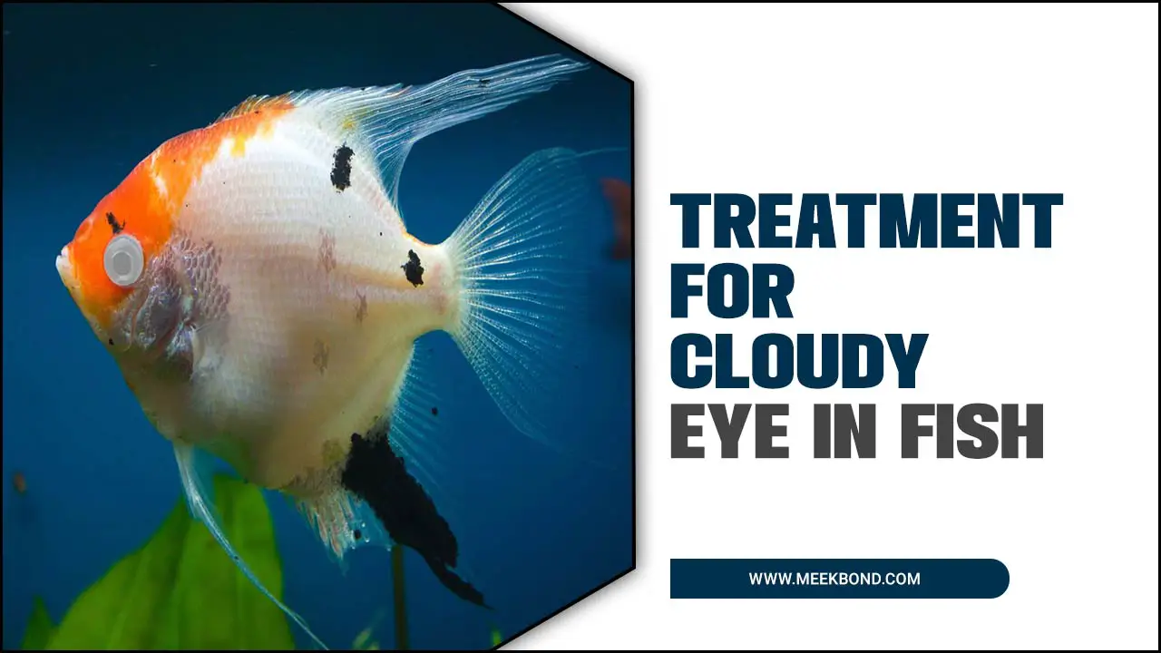 Effective Treatment For Cloudy Eye In Fish: A Guide