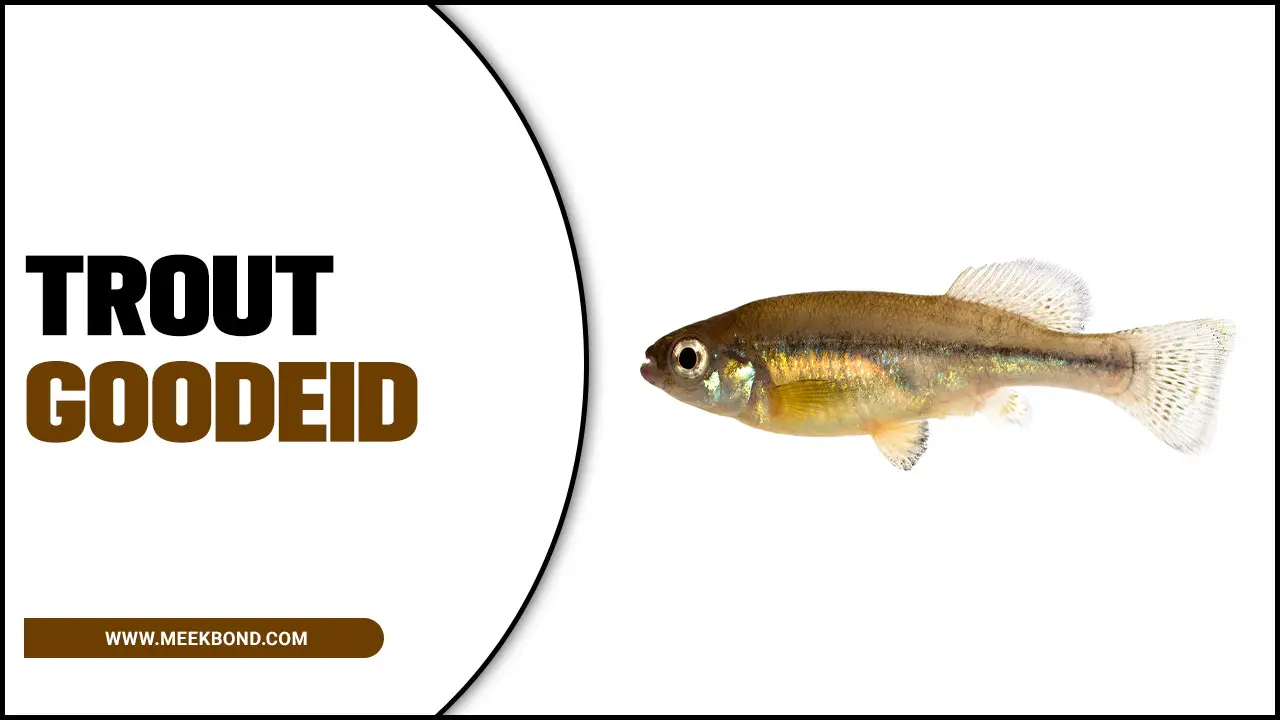Trout Goodeid: A Rare Livebearer Fish