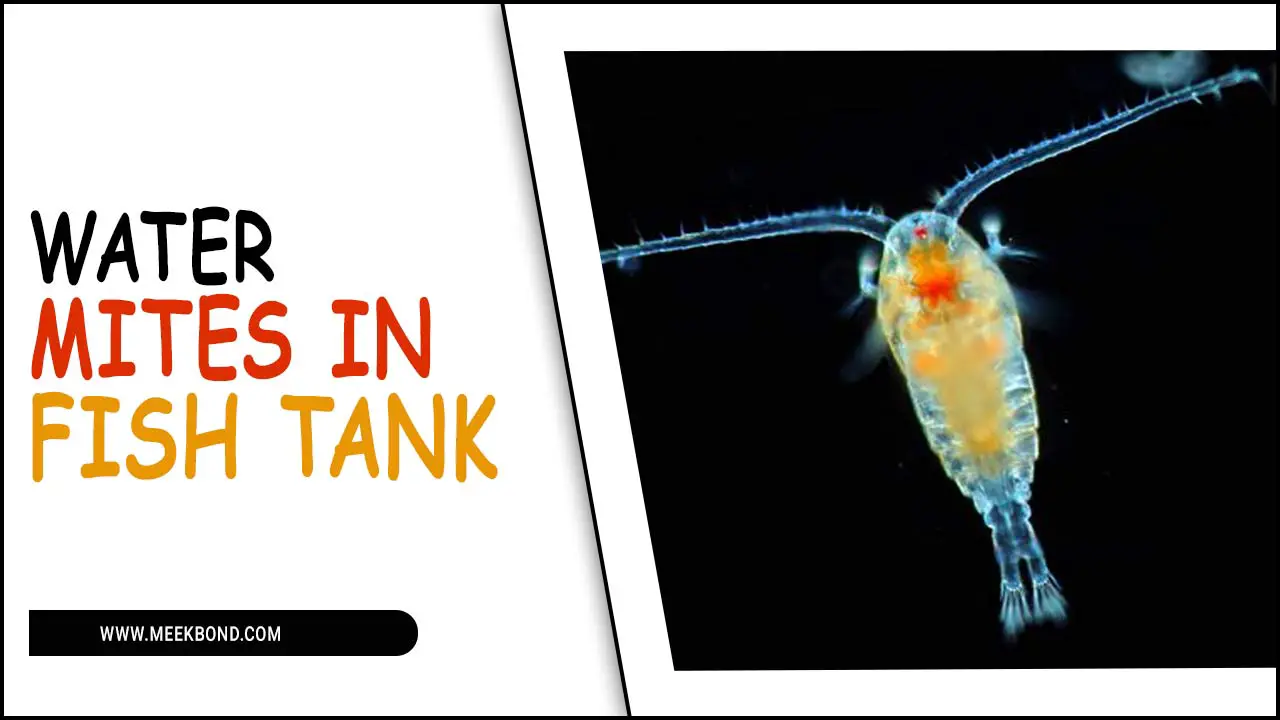 Tackling Water Mites In Fish Tank: Effective Solutions