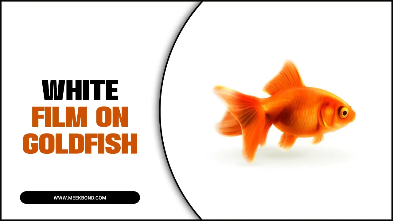 Clearing Up The White Film On Goldfish: Expert Advice