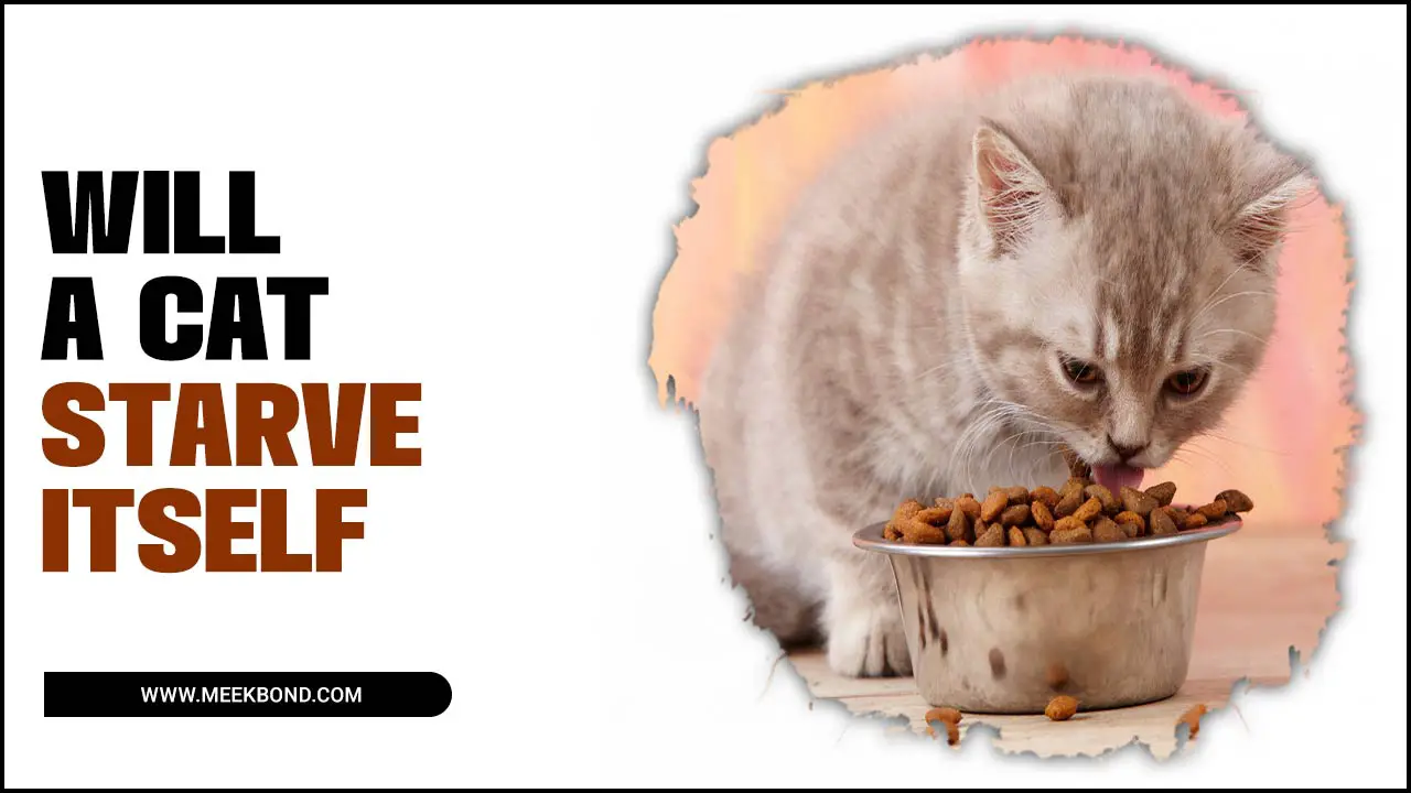 Starvation In Cats And Reason Why Will A Cat Starve Itself