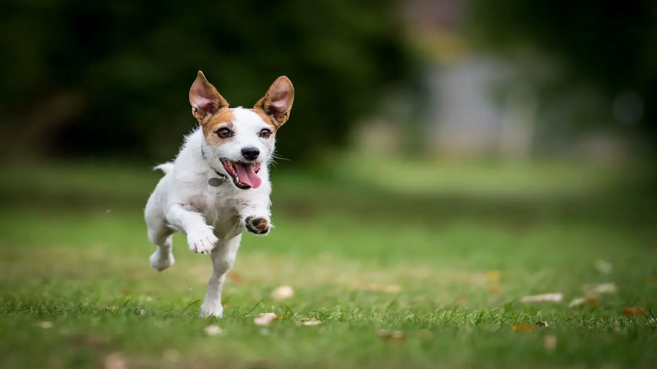 10 Surprising Facts About Jack Russell With Tails